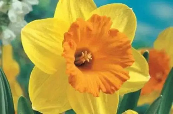 Large Cupped Daffodil Fortune, BULBS SIZE 12-14 CM - Caribbean garden seed