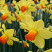 Large Cupped Daffodil Fortune, BULBS SIZE 12-14 CM - Caribbean garden seed