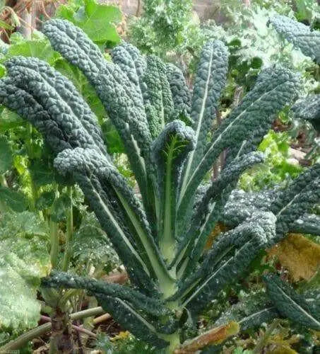 Lacinato Kale Seeds  , Asian Vagetable,microgreen - Caribbean garden seed