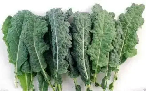 Lacinato Kale Seeds  , Asian Vagetable,microgreen - Caribbean garden seed