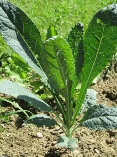 Lacinato Kale Seeds  , Asian Vagetable,microgreen - Caribbean garden seed