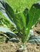 Lacinato Kale Seeds  , Asian Vagetable,microgreen - Caribbean garden seed