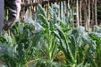 Lacinato Kale Seeds  , Asian Vagetable,microgreen - Caribbean garden seed
