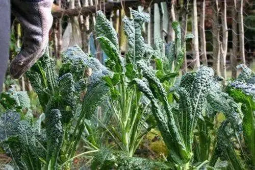 Lacinato Kale Seeds  , Asian Vagetable,microgreen - Caribbean garden seed