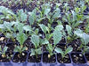 Lacinato Kale Seeds  , Asian Vagetable,microgreen - Caribbean garden seed