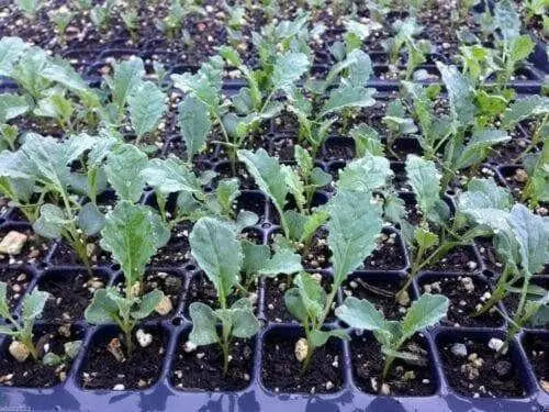 Lacinato Kale Seeds  , Asian Vagetable,microgreen - Caribbean garden seed