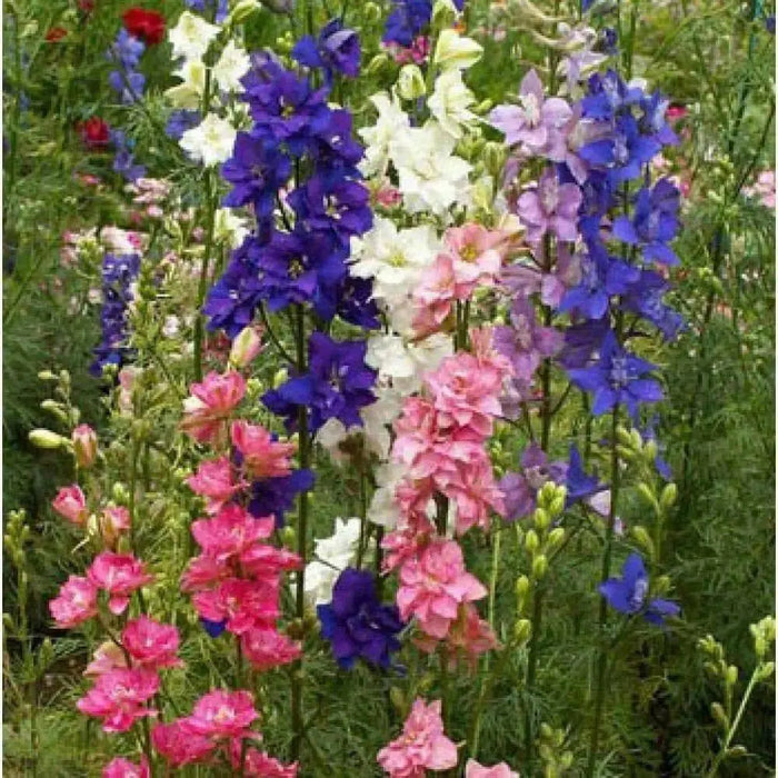 Larkspur FLOWERS SEED - Delphinium Rocket - Caribbean garden seed