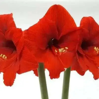 Large Flowering Amaryllis, Red Lion (1 Bulb)  GREAT GIFT - Caribbean garden seed