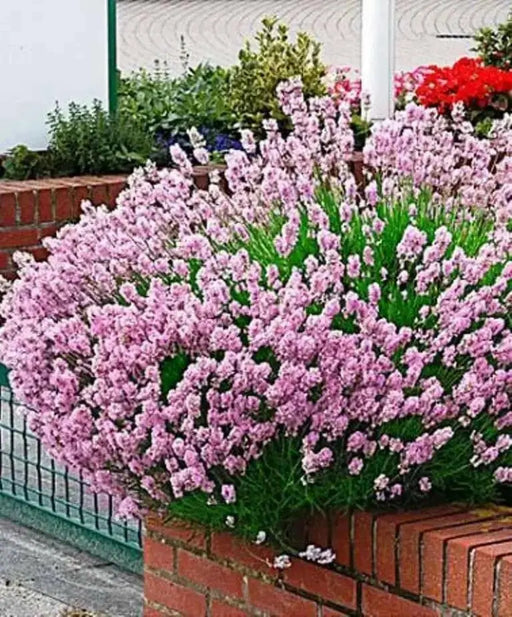 Lavender  Elegance PINK,HERB Seeds - Caribbean garden seed
