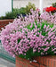 Lavender  Elegance PINK,HERB Seeds - Caribbean garden seed