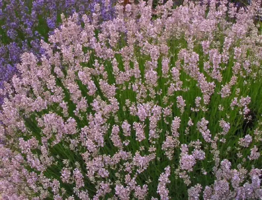 Lavender  Elegance PINK,HERB Seeds - Caribbean garden seed