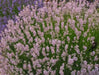 Lavender  Elegance PINK,HERB Seeds - Caribbean garden seed
