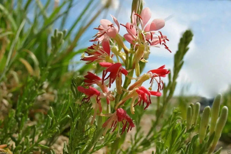 Large-Flowered Gaura Seeds, -annual flowers - Caribbean garden seed