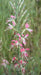 Large-Flowered Gaura Seeds, -annual flowers - Caribbean garden seed