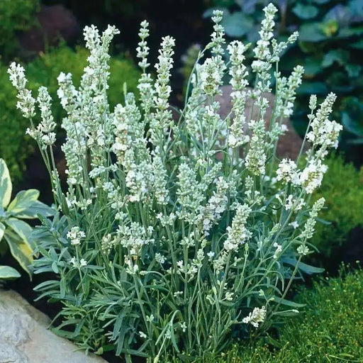 Lavender  Seeds- Ellegance Snow - Open pollinated Garden Herb . - Caribbean garden seed