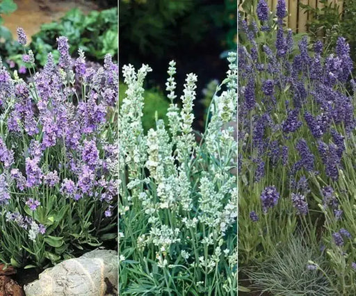 Lavender  Seeds- Ellegance Snow - Open pollinated Garden Herb . - Caribbean garden seed