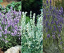 Lavender  Seeds- Ellegance Snow - Open pollinated Garden Herb . - Caribbean garden seed