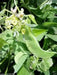 Large White Lima beans (pole)  Heirloom Vegetable seeds - Caribbean garden seed