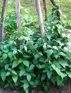 Large White Lima beans (pole)  Heirloom Vegetable seeds - Caribbean garden seed