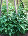 Large White Lima beans (pole)  Heirloom Vegetable seeds - Caribbean garden seed
