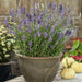 Lavender  Seeds- Ellegance SKY,- Garden Herb . - Caribbean garden seed