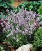 Lavender  Seeds- Ellegance SKY,- Garden Herb . - Caribbean garden seed