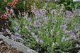 Lavender  Seeds- Ellegance SKY,- Garden Herb . - Caribbean garden seed