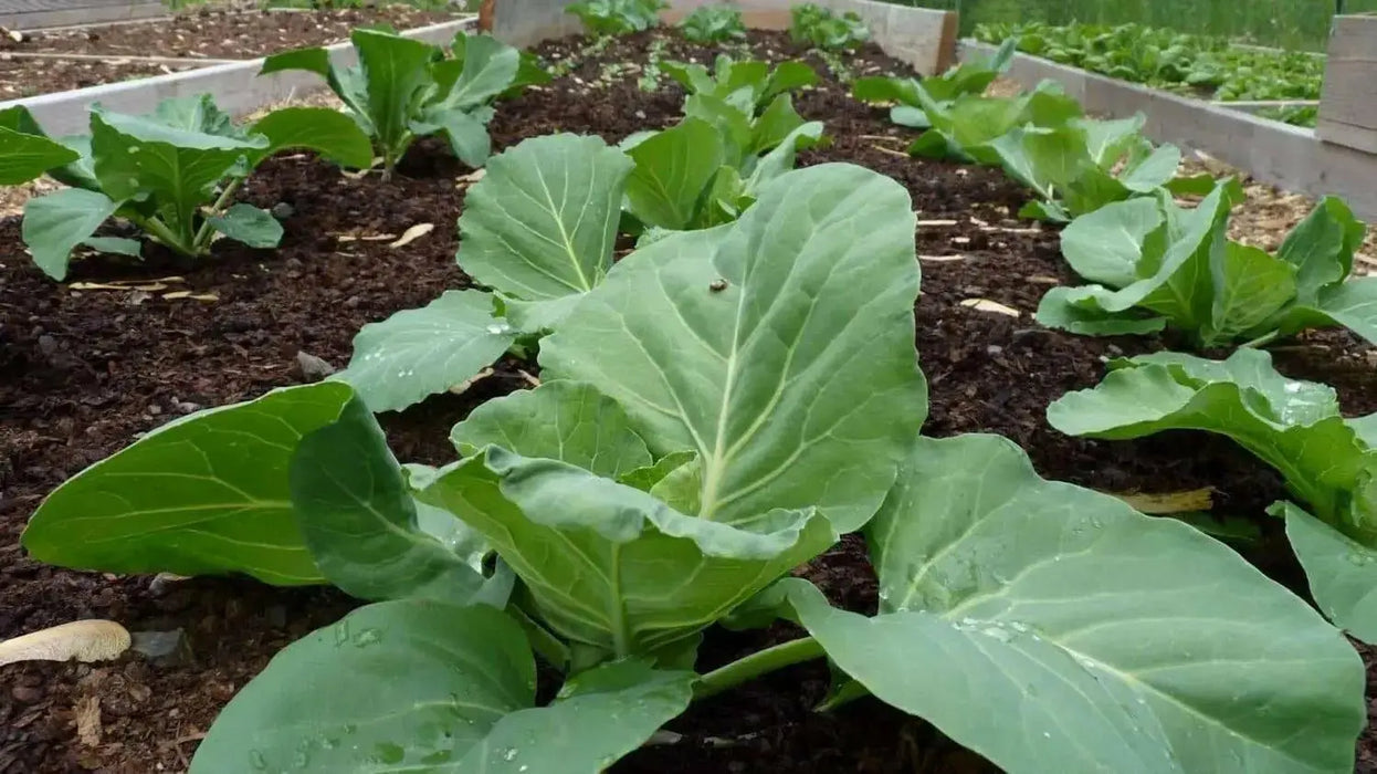 Late Flat Dutch cabbage SEEDS -Hardy  VEGETABLES - Caribbean garden seed