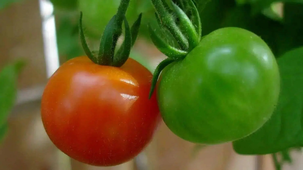 Large Red Cherry' Tomato Seeds -( Lycopersicon lycopersicum) Open Pollinated ,Heirloon, Organic ! Super Sweet - Caribbean garden seed