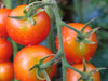 Large Red Cherry' Tomato Seeds -( Lycopersicon lycopersicum) Open Pollinated ,Heirloon, Organic ! Super Sweet - Caribbean garden seed
