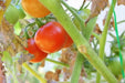 Large Red Cherry' Tomato Seeds -( Lycopersicon lycopersicum) Open Pollinated ,Heirloon, Organic ! Super Sweet - Caribbean garden seed