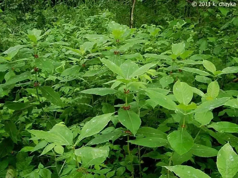 Late Horse Gentian - Seeds (Triosteum perfoliatum) Aka Wild Coffee, Feverwort, - Caribbean garden seed