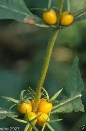 Late Horse Gentian (10 Seeds) perennial - Caribbean garden seed