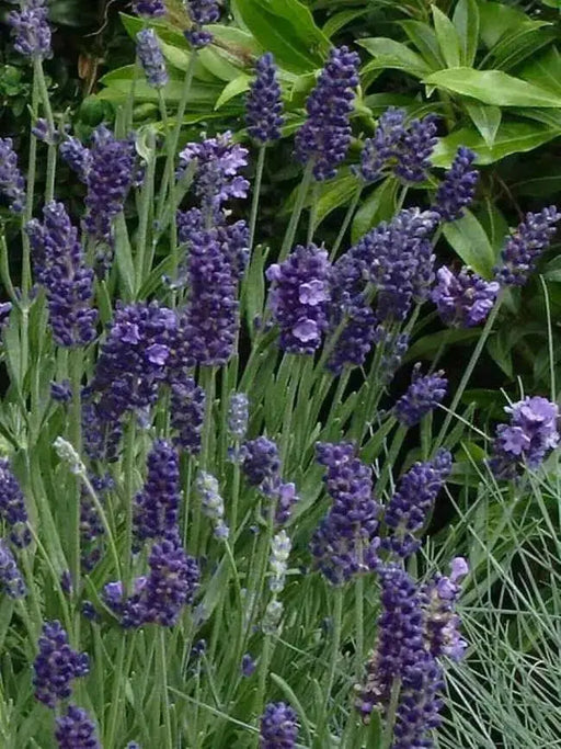 Lavender  Seeds- Ellegance PURPLE - Perennial  Herb - Caribbean garden seed