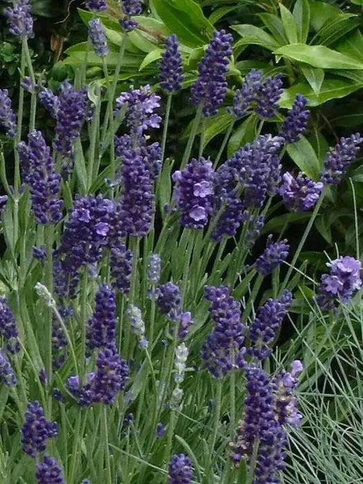 Lavender  Seeds- Ellegance PURPLE - Perennial  Herb - Caribbean garden seed