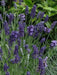 Lavender  Seeds- Ellegance PURPLE - Perennial  Herb - Caribbean garden seed