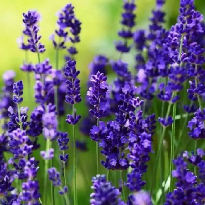 Lavender  Seeds- Ellegance PURPLE - Perennial  Herb - Caribbean garden seed