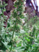 Lemon Catmint ,FLOWERS Seeds - Caribbean garden seed