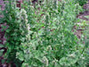Lemon Catmint ,FLOWERS Seeds - Caribbean garden seed