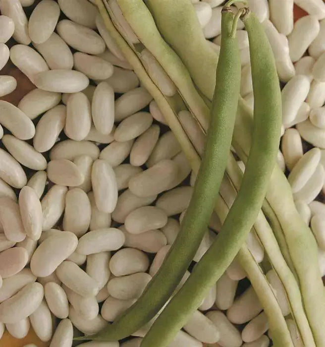 Lazy Housewife Pole Bean, ORGANIC Heirloom - Caribbean garden seed