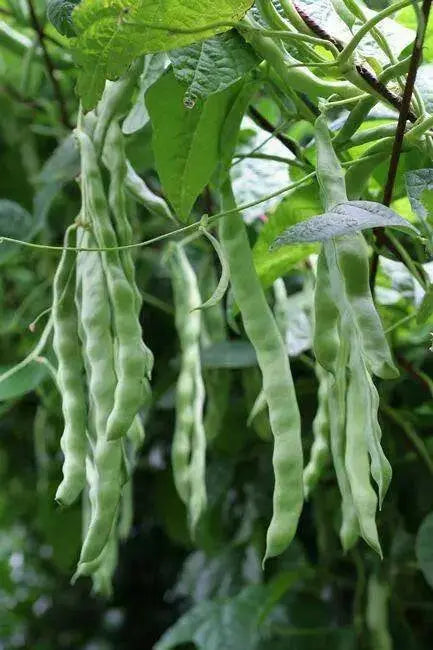 Lazy Housewife Pole Bean, ORGANIC Heirloom - Caribbean garden seed