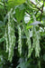 Lazy Housewife Pole Bean, ORGANIC Heirloom - Caribbean garden seed