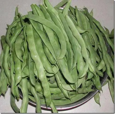 Lazy Housewife Pole Bean, ORGANIC Heirloom - Caribbean garden seed