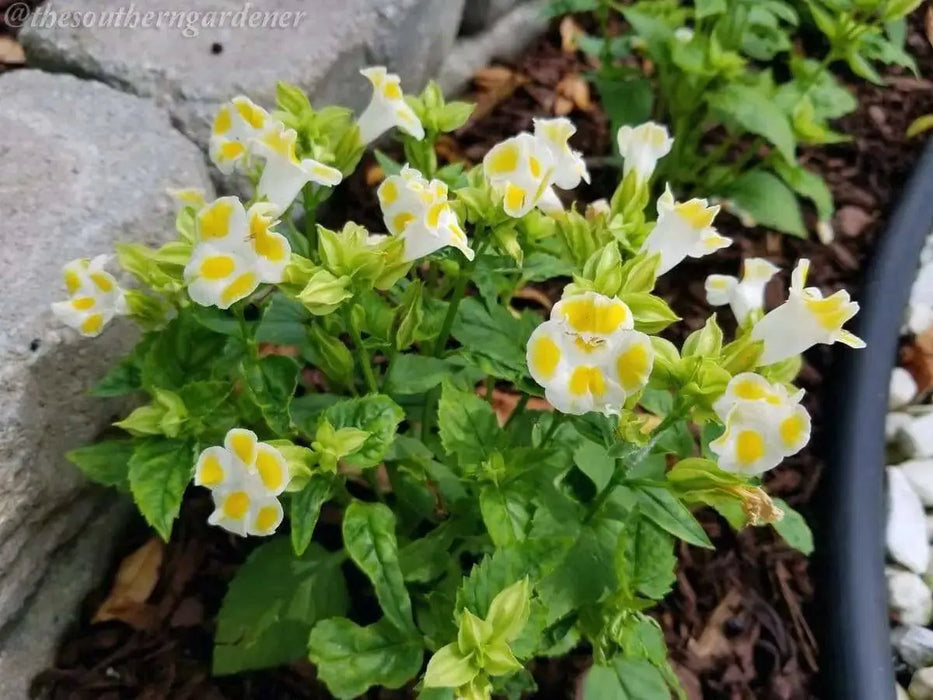 LEMON DROP TORENIA WISHBONE FLOWER SEEDS / ANNUAL (PEL) - Caribbean garden seed