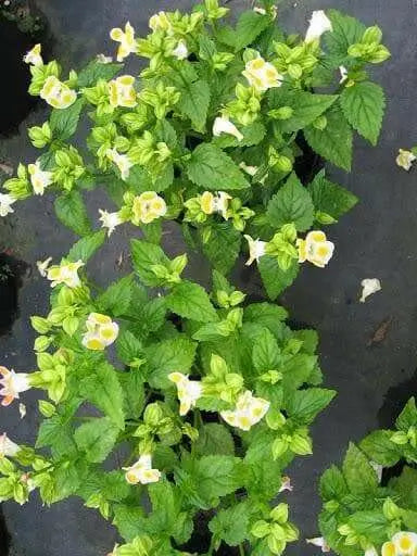 LEMON DROP TORENIA WISHBONE FLOWER SEEDS / ANNUAL (PEL) - Caribbean garden seed