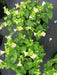 LEMON DROP TORENIA WISHBONE FLOWER SEEDS / ANNUAL (PEL) - Caribbean garden seed