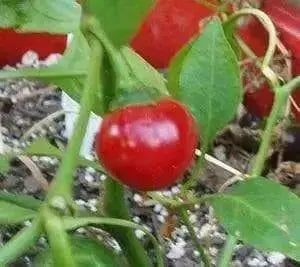 LARGE Hot Cherry Pepper Seeds, Capsicum annum, Great In Container ! - Caribbean garden seed