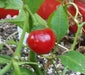 LARGE Hot Cherry Pepper Seeds, Capsicum annum, Great In Container ! - Caribbean garden seed