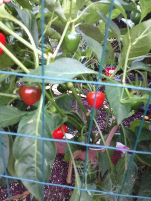 LARGE Hot Cherry Pepper Seeds, Capsicum annum, Great In Container ! - Caribbean garden seed