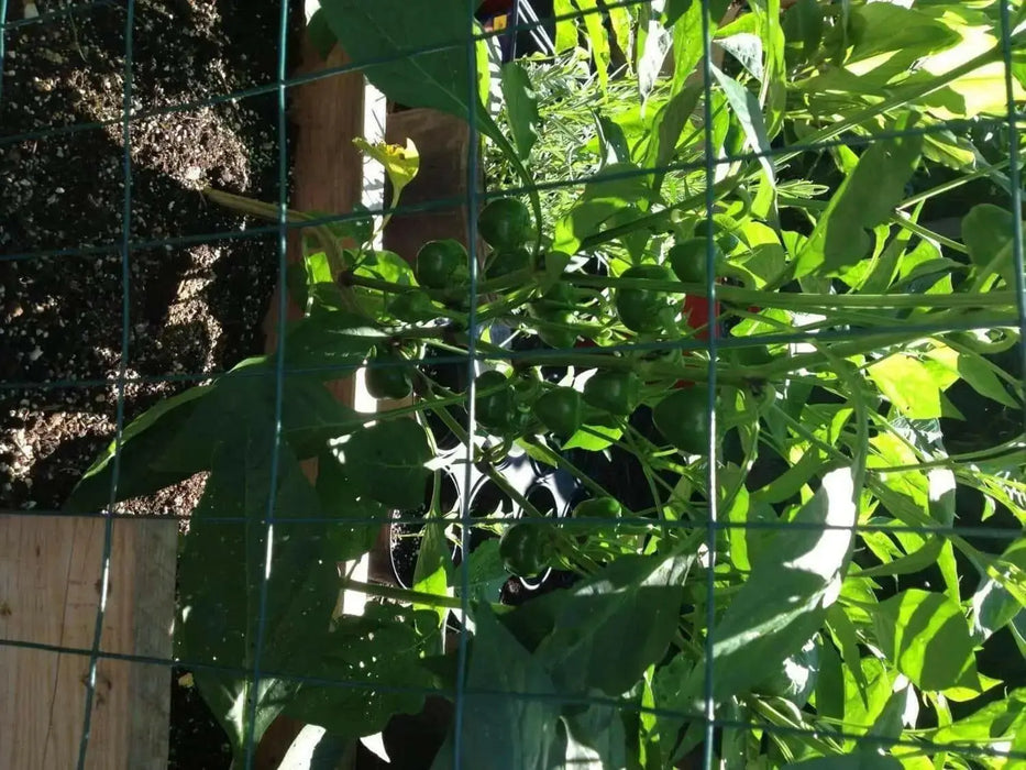 LARGE Hot Cherry Pepper Seeds, Capsicum annum, Great In Container ! - Caribbean garden seed